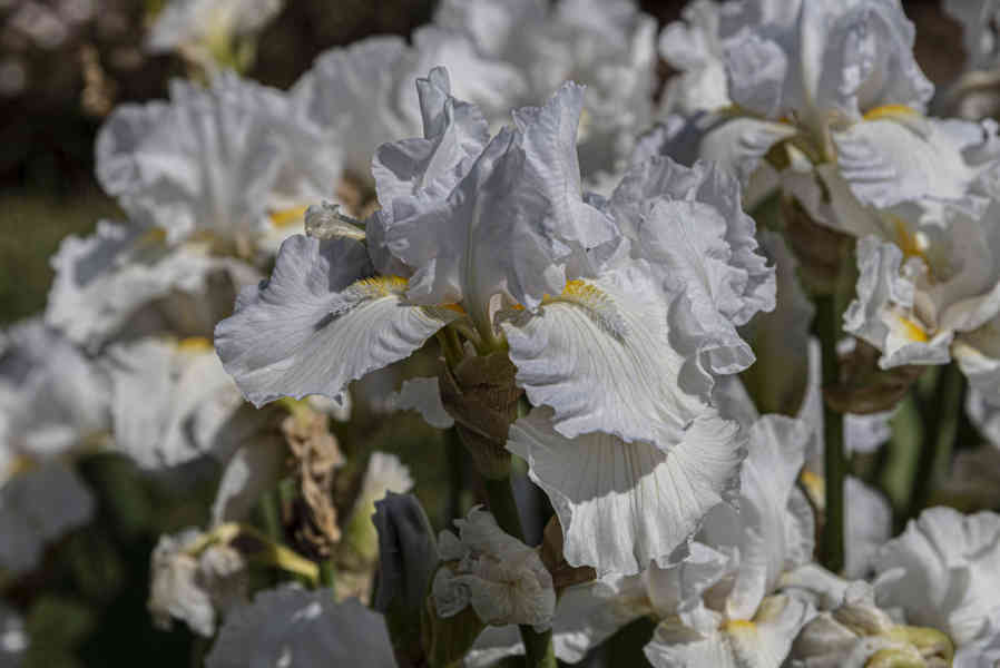 Rosa blanca - parque de Cervantes - Barcelona - Catalunya 4.jpg
